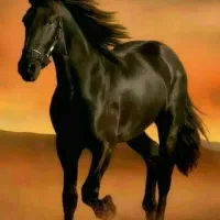 پانسیون و نگهداری اسب