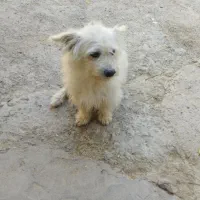 شیتزو نر دوساله|سگ|کلاله, |دیوار