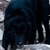 سگ قدرجونی 16 ماهه