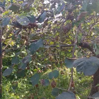 کیوی درجه یک شمال|عمدهفروشی|شاهنجرین, |دیوار