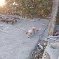 سگ پا کوتاه معاوضه با سگ سراب ویک عدد دستگاه جوش ت