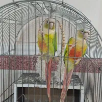 یک جفت طوطی گریچنگ