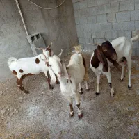 بز بعر|حیوانات مزرعه|وحدتیه, |دیوار