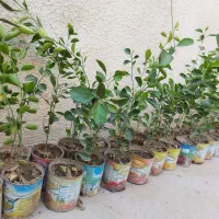 نهال لیمو ترش