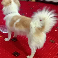 فروش و معاوضه|سگ|پاکدشت, پاکدشت (مامازند)|دیوار