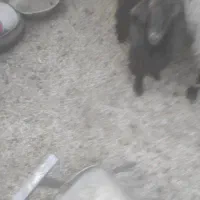 سه تا بزغاله