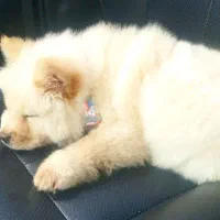 سگ چاوچاو اصیل|سگ|ساری, |دیوار