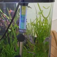 آکواریوم پلنت|ماهی|قم, نخودی|دیوار