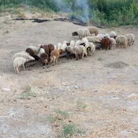 بره‌نر