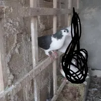 کفتر کبوتر صید
