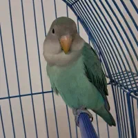 طوطی برزیلی