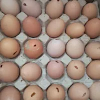 تخم مرغ رسمی نوک زده