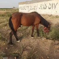 اسب نریون زیبا درشت سالم آروم هفته قبل نعل شده|اسب و تجهیزات اسب‌سواری|مشهد, شهرک مهر آباد|دیوار