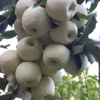 مزرعه-میوه-شوراب-صغیر
