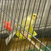 فروشی|پرنده|فولادشهر, A4|دیوار