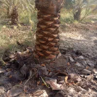 همه کارهای نخل با قیمت مناسب انجام می دهیم|خدمات باغبانی و درختکاری|شادگان, |دیوار