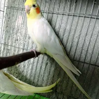 جفت عروس هلندی