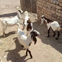 بزغاله و میش