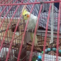 عروس هلندی|پرنده|ماهدشت, |دیوار