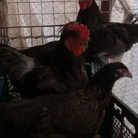 خروس نژاد
