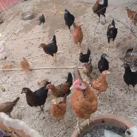 مرغ و خروس