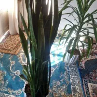 گلهای بسیار سالم و سرحال فروش فوری|گل و گیاه طبیعی|فولادشهر, فولادشهر|دیوار