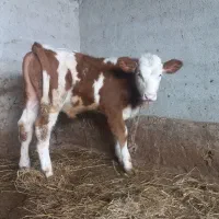 جمع اوری و ارسال گاو و گوساله