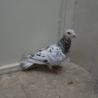 کفتر سرخ دم سفید نر و هفرنگ ماده|پرنده|سبزوار, گلشن|دیوار