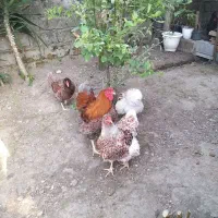 مرغ و خروس زینتی ویاندوت آمریکای اصل