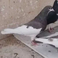 شهری بهبهونی|پرنده|شیراز, کوزه گری|دیوار