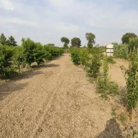 معاوضه باغ ۵۱۰۰ متری ولیکآباد با ملک در زیارت