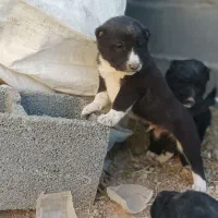 واگذاری قهدرینجونی ذات دار|سگ|حسن آباد, |دیوار