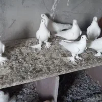 کبوتر|پرنده|باسمنج, |دیوار