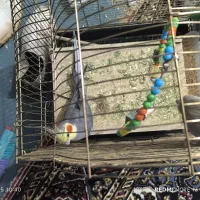 جفت عروس هلندی دستی|پرنده|شوشتر, |دیوار