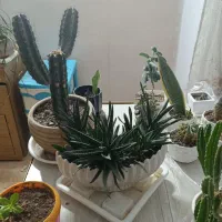 گل های آپارتمانی|گل و گیاه طبیعی|مشهد, بهاران|دیوار