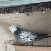 تعدادی کبوتر|پرنده|هریس, |دیوار