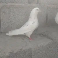 کبوتر پرشی|پرنده|تخت, |دیوار