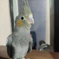 عروس هلندی رام