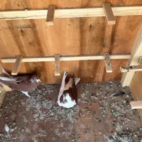 کفتر سیاهپوش|پرنده|صدرا-فارس, فاز ۱|دیوار