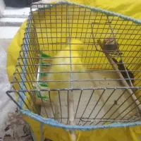 قناری نر ۳۰۰|پرنده|قم, شهرک امام حسین|دیوار