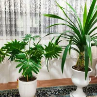 گل های طبیعی همراه گلدان|گل و گیاه طبیعی|چهاردانگه (تهران), |دیوار