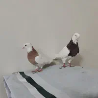 کبوتر جفت طوقی