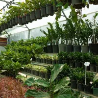 استخدام سرایدار برای گلخانه