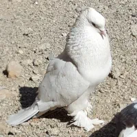 کبوترنزدیک ۲۰تا یکجای دونه ۵۰۰تکیم نوشتم بخان