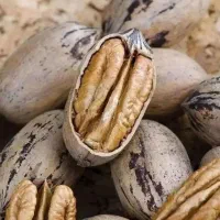 نهالستان گردو و بادام دیرگل و پربار پالیز|خدمات باغبانی و درختکاری|گلپایگان, |دیوار