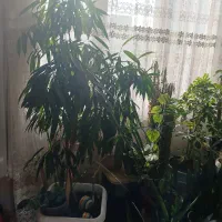 گل سانسوریا مهتابی ،پاکوتاه ، یوکا وآمستل،|گل و گیاه طبیعی|مشهد, بهاران|دیوار