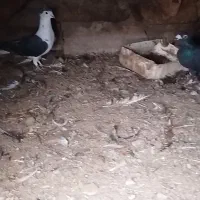 کفتر|پرنده|عطاملک, |دیوار