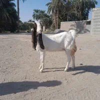 گوسفند ماده مالداری مری|حیوانات مزرعه|ایرانشهر, |دیوار