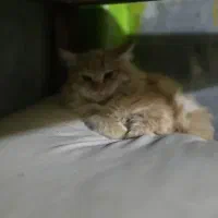 بچه گربه پرشین