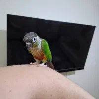 طوطی گرینچیک